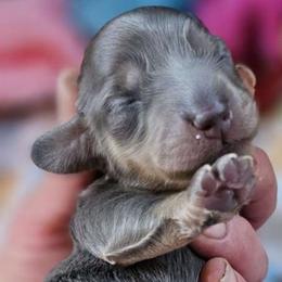Boy 2 - Blue and tan Dachshund puppy in Ethel, Washington from Mickey's Miracle Doxies