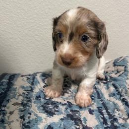 Mr Heckles - Dapple male Dachshund puppy in Caldwell, Idaho from Central Bark Doxies