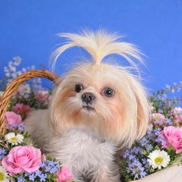 Skye - Shih Tzu