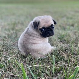 Boy 3 - Pug puppy in Rushmore, Minnesota from Love of Pugs