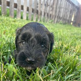 Beach - Black male Schnoodle puppy in Lathrop, Missouri from RR Schnoodles