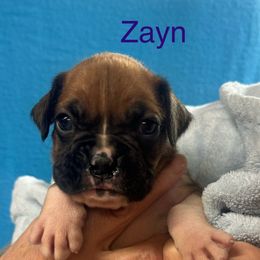 Zayn - Fawn male Boxer puppy in Elyria, Ohio from Just-A-Wyn Boxers