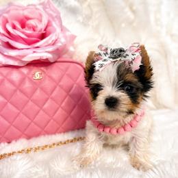 TINY XENA 3750 - Parti female Yorkshire Terrier puppy in Andrews, South Carolina from Sparkle of Glamour Yorkies