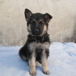 German Shepherd Puppies from Guardian Breeders