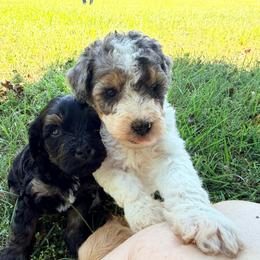 Lovey with training - Tri-color female Bernedoodle puppy in Boonville, North Carolina from Doods & Dolls