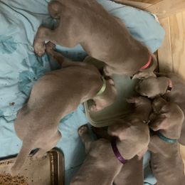 Weimaraner Puppies from Golden Hill’s Weimaraner’s