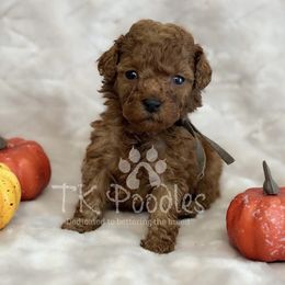 Lyric - Red  female Poodle puppy in Belleville, New Jersey from TK Poodles