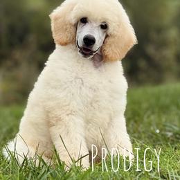 Stroopwaffle - Cream male Poodle puppy in Pella, Iowa from Prodigy Farms Therapy Dogs