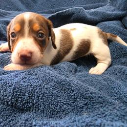 Elliot - Piebald male Dachshund puppy in Stillwater, Oklahoma from Shade Tree Dachshunds