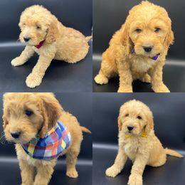 Cockapoo and Goldendoodle Puppies from Puppy Power Kennels