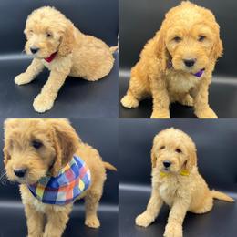 Cockapoo and Goldendoodle Puppies from Puppy Power Kennels