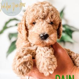 Dain - Apricot male Goldendoodle puppy in Jacksonville, Florida from First Coast Goldendoodles