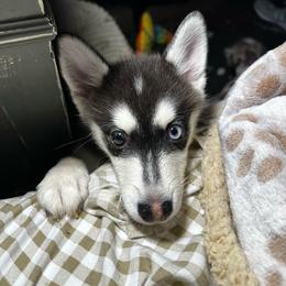 Girl orange collar - Black and white female Pomsky puppy in Leesburg, Virginia from Capital Pomsky