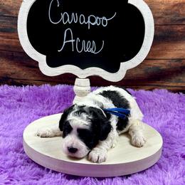 Stan - Parti male Poodle puppy in Lancaster, Missouri from Cavapoo Acres