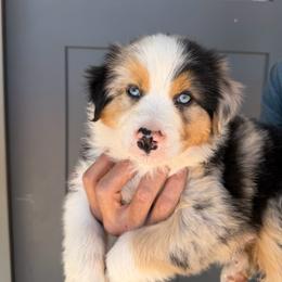 Wrangler - Blue merle male Miniature American Shepherd puppy in Payson, Arizona from Barnhardt Minis