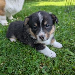 Pupperoni (Yellow Collar Male) - Black and tan male Pembroke Welsh Corgi puppy in Stoystown, Pennsylvania from Willow Grove Corgis