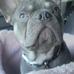 French Bulldogs from Boujee Bullys