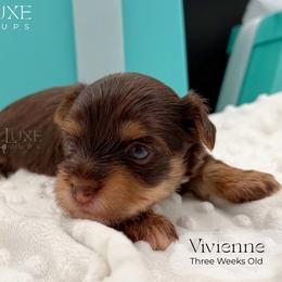 Vivienne - Red female Companion Cross puppy in Scottsdale, Arizona from Lil Luxe Pups
