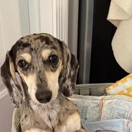 Bentlee - Dachshund