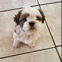 Boo - Gold and white female Shih Tzu puppy in Azusa, California from RJ Shih Tzu lover
