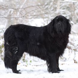 Charlotte - Newfoundland