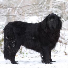 Charlotte - Newfoundland