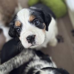 English Springer Spaniel Puppies from Butterfield Trail Farm