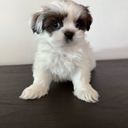 Mia - Tricolor female Shih Tzu puppy in Bullhead City, Arizona from Arizona Shih Tzu Land