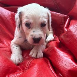 Alexandarite - White and black male Dalmatian puppy in Bremen, Georgia from Clark’s Dalmatians