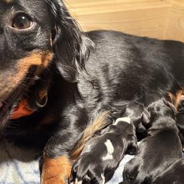 Dachshunds from Sias Select Dachshunds