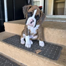 Boxer Puppies from East River Boxers
