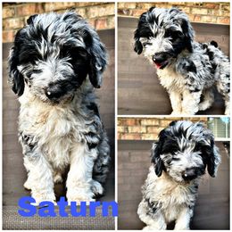 Saturn - Blue merle Aussiedoodle puppy in Tyler, Texas from Southern Royal Aussiedoodles