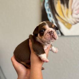 Chocolate boy - Chocolate tri-color male Bulldog puppy in Lakeland, Florida from Bulldog Chronicles