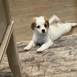 Cavapoo puppies from Ouachita Gold Diggers