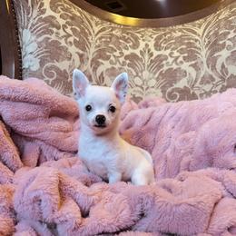 Chihuahua puppies from Ooh- la-la Poms