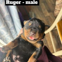 Ruger - Black and mahogany Rottweiler puppy in Newport Center, Vermont from Rosalyn's Rottweilers