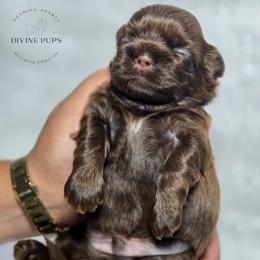 Dio - Liver male Shih Tzu puppy in League City, Texas from Divine Pups