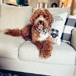 Goldendoodles from Copper Doodles