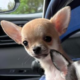 Mary - Fawn female Chihuahua puppy in Spring Hill, Florida from Stardom Chihuahuas & CKCS