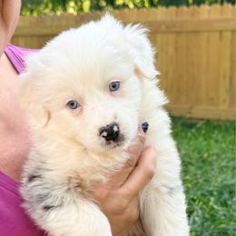 Angelica - Blue merle female Australian Shepherd puppy in Ashland, Ohio from SS Australian Shepherds