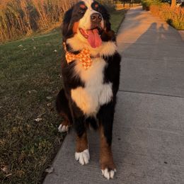 Layla - Bernese Mountain Dog