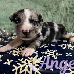 Angel - Blue merle female Miniature Australian Shepherd puppy in Millington, Tennessee from Goading Glee Glade