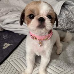 Lexi - Red and white female Shih Tzu puppy in Gilbert, Arizona from 🌗 New Moon Shih Tzu 🌗