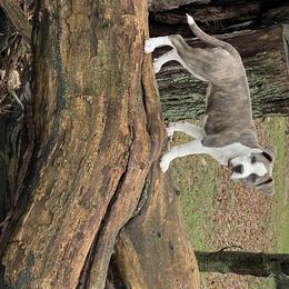 American Staffordshire Terrier and Lowchen Puppies from Lelani