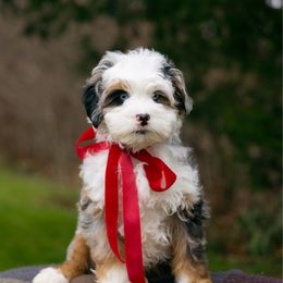 River MICRO - Blue merle male Bernedoodle puppy in Dalton, Ohio from Haven Doodles