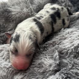 Boy 3 - Blue merle male Australian Shepherd puppy in Volant, Pennsylvania from Addie's Aussies