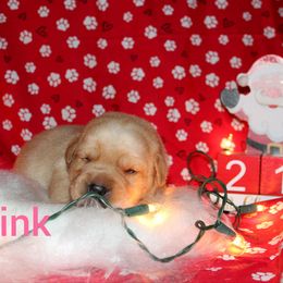 Pink - Yellow female Labrador Retriever puppy in Parma, Idaho from Campbell Valley Labradors