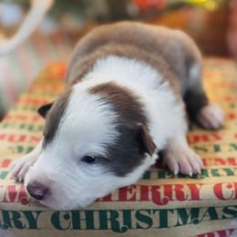 Latch x Lassie - Boy 5 - Red and white - White and red male Border Collie puppy in Minden, Iowa from Rocking N Registered Border Collies & Labradors