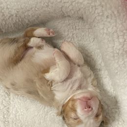 Miniature Australian Shepherd Puppies from Bar C Aussies