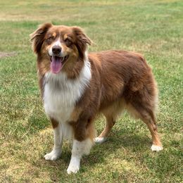 Loki - Australian Shepherd